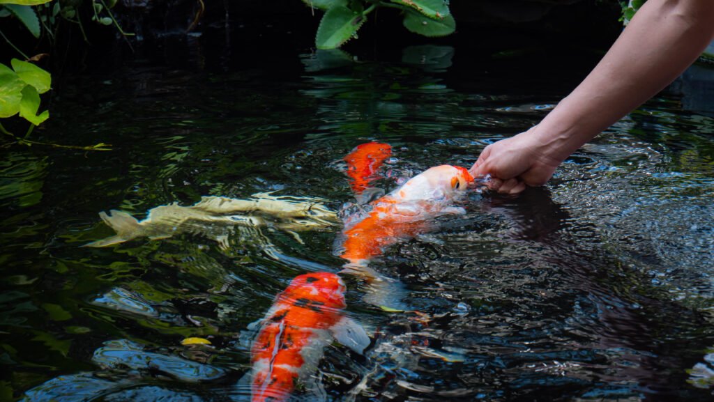 black haired asian girl feed koi fancy carp by hand small pond front yard koi fish popular pets relaxation good luck feng shui beliefs